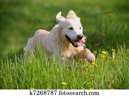 retriever dourado, cão, executando