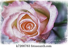 Rose Rose