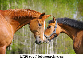 two horses two horses