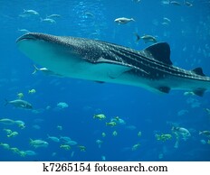 Whale Shark Whale Shark