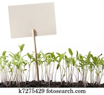 art seedlings of tomato and pointer class art seedlings of tomato and pointer class
