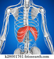 Diaphragm Diaphragm