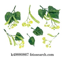 Flowers of linden with green leaves. Oil painting Flowers of linden with green leaves. Oil painting