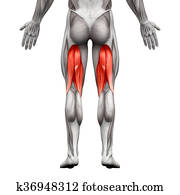 Hamstrings Male Muscles - Anatomy Muscle isolated on white - 3D illustration Hamstrings Male Muscles - Anatomy Muscle isolated on white - 3D illustration