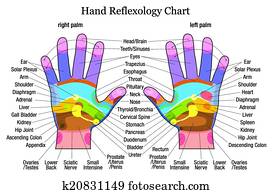 kéz, reflexology, diagram, leírás
