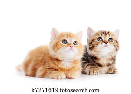 pequeno, britânico, shorthair, gatinhos, gato