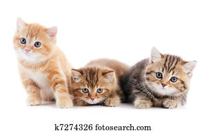 pequeno, britânico, shorthair, gatinhos, gato