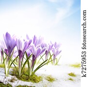 spring snowdrops crocus flowers in 