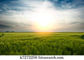 Sunset over wheat field