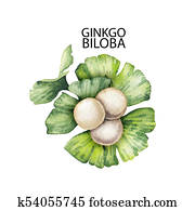 Watercolor ginkgo biloba branches Watercolor ginkgo biloba branches