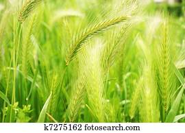 Wheat Wheat