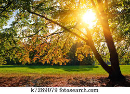 ensolarado, foliage outono