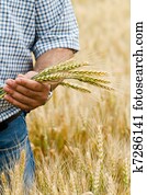 Farmer with wheat in hands.