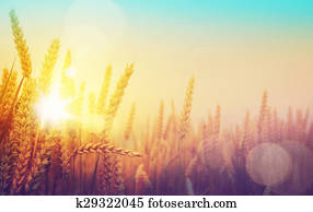kunst, goldenes, weizen- feld, und, sonniger tag kunst, goldenes, weizen- feld, und, sonniger tag
