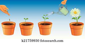 process of growing flowers