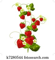 Ripe red strawberry Ripe red strawberry