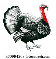 Turkey bird Turkey bird