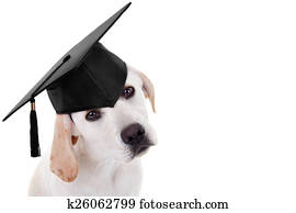 Graduation Graduate Dog Graduation Graduate Dog