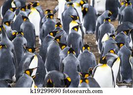 Colony Of King Penguins