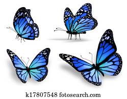 Four blue butterfly Four blue butterfly