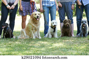 Group Of Dogs With Owners At Obedience Class Group Of Dogs With Owners At Obedience Class