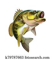 Largemouth Bass Fish Illustration. Isolated on white background. Largemouth Bass Fish Illustration. Isolated on white background.