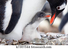 penguins nest