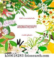 Big set of essential oil exotic plants. Ornament with text. Vanilla, cinnamon, jasmine, tea tree, bergamot, sandalwood, patchouli etc. Big set of essential oil exotic plants. Ornament with text. Vanilla, cinnamon, jasmine, tea tree, bergamot, sandalwood, patchouli etc.