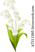 Lily of the valley isolated on white background