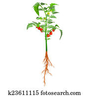 Tomato plant Tomato plant