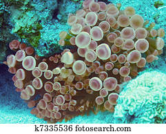 Anemone fisch, roten, meer, ägypten Stock Bild | is099l7zl | Fotosearch