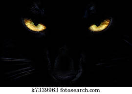 Black Cat Eyes