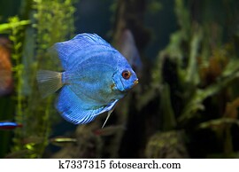 Blue Diamond Discus Fish