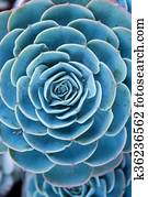 Miniature succulent plants Miniature succulent plants
