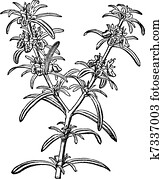 Rosemary or Rosmarinus officinalis vintage engraving