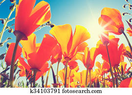 Spring Flowers Spring Flowers