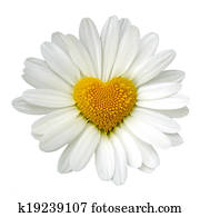 White daisy White daisy