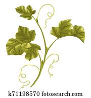 abbildung, von, vine., kürbis, zweig, mit, leaves. abbildung, von, vine., kürbis, zweig, mit, leaves.