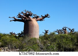Baobab (Adansonia) in dry forest