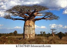 big baoba tree in savanna, Madagascar
