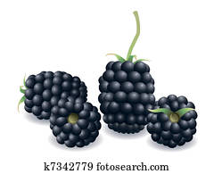 Blackberry Fruit Blackberry Fruit