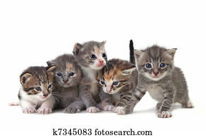 cute, bebê recém-nascido, gatinhos, facilmente, isolado, branco