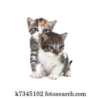 cute, bebê recém-nascido, gatinhos, facilmente, isolado, branco