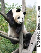 den, jättelik panda