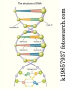 DNA DNA