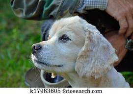 Petit Poilu Chien 1 Banques De Photographies K0666805