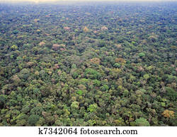 Primary rainforest in the Amazon Primary rainforest in the Amazon