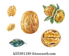 Set of watercolor walnuts. Whole and half, in shell Set of watercolor walnuts. Whole and half, in shell