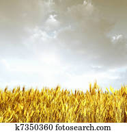 campo de trigo, en, el, ocaso