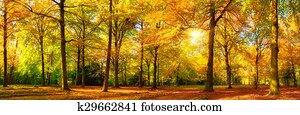 Gorgeous autumn panorama of a sunny forest Gorgeous autumn panorama of a sunny forest